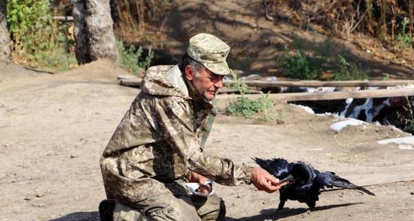 Бойцы АТО похвастались боевым вороном