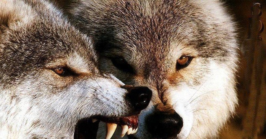 Из-за глобального потепления запорожских селян терроризируют волки