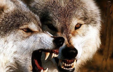 Из-за глобального потепления запорожских селян терроризируют волки