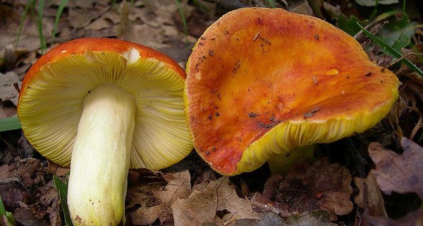 В Ивано-Франковской области от отравления грибами умер пятилетний ребенок