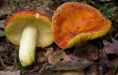 В Ивано-Франковской области от отравления грибами умер пятилетний ребенок
