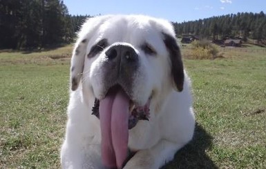 Собака с самым длинным языком в мире попала в Книгу рекордов Гиннеса