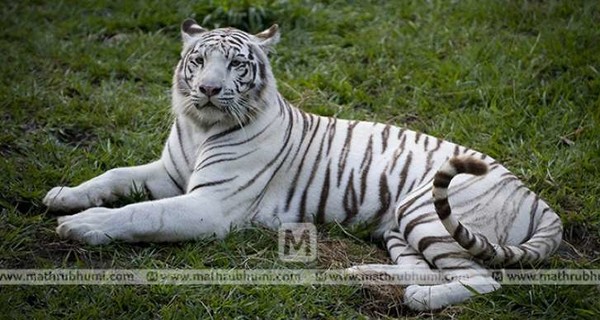 В Индии два молодых белых тигра убили смотрителя национального парка