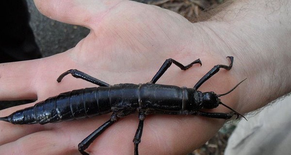 В Австралии нашли насекомое, которое считалось вымершим 100 лет назад