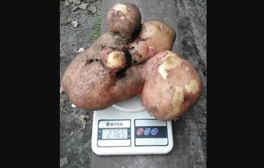 На Волыни вырастили гигантскую картофелину
