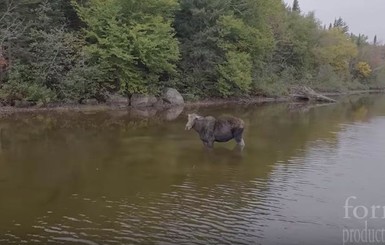 В Канаде случайно сняли на видео схватку волка и лося в дикой природе