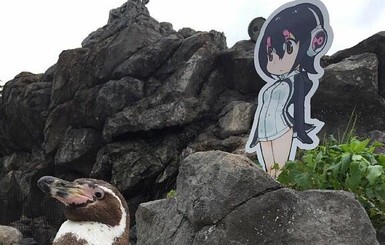 В Японии умер пингвин, влюбившийся в аниме-девочку
