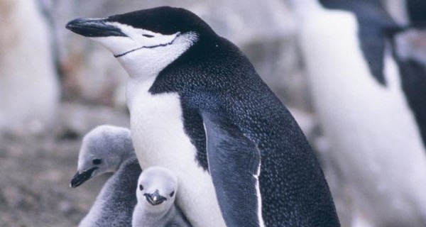 Пингвинам грозит катастрофа из-за массовой гибели птенцов