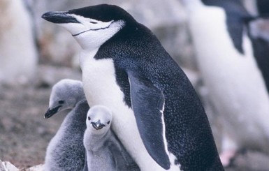 Пингвинам грозит катастрофа из-за массовой гибели птенцов