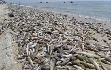 Рыбы-чужестранцы уничтожают южные водоемы Украины
