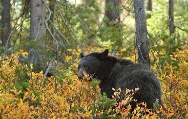 В России медведь посреди улицы напал на пенсионера