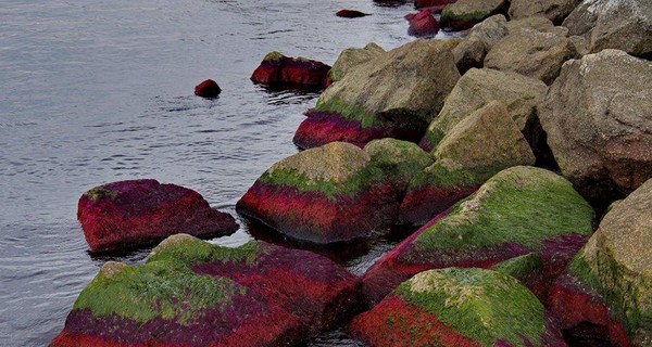 У берегов Одессы расплодились опасные красные водоросли