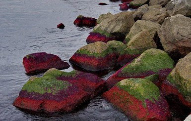 У берегов Одессы расплодились опасные красные водоросли