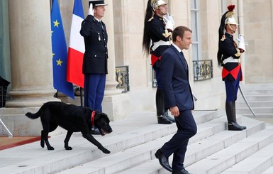 Пес президента Франции сделал лужу в Елисейском дворце во время встречи с министрами 
