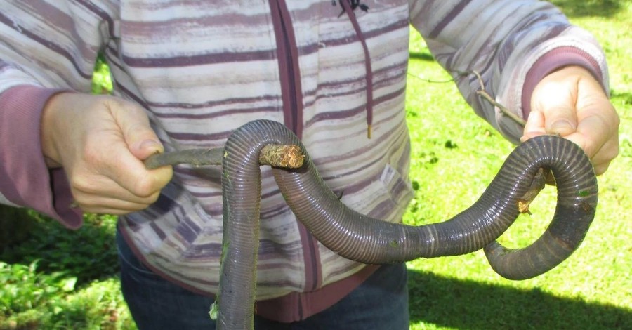 В Австралии обнаружили червя-гиганта