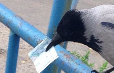 В Одессе ворона воровала у горожан деньги