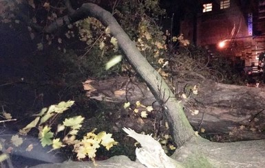 Ночью в Черновцах  бушевал ураган: повалены деревья и светофоры 