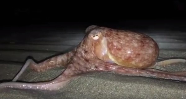 В Британии пляж заполонили кудрявые осьминоги 