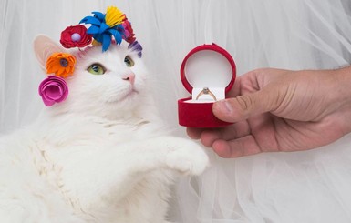 Запорожская кошка Ася собрала 55 тысяч подписчиков в Инстаграме