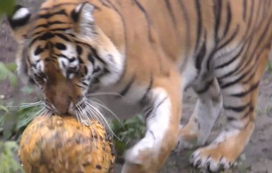 Животных Киевского зоопарка поздравили с Хэллоуином – раздали тыквы