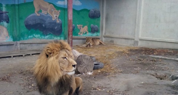 В Хмельницкой области придумывают имена трем новорожденным львятам