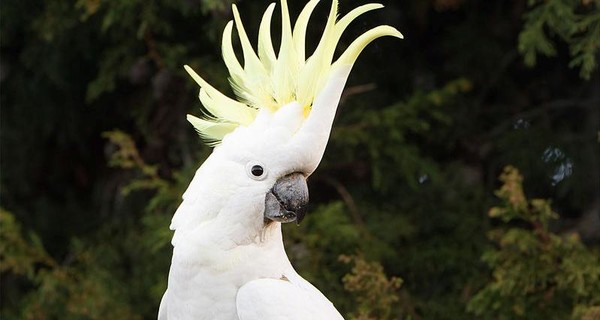 В Австралии стаи попугаев не дают провайдерам поднять скорость Интернета