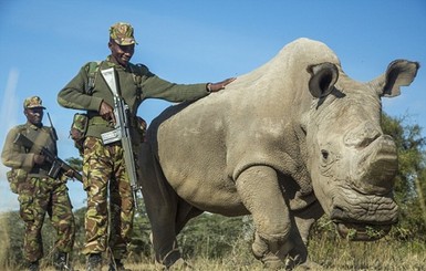 Вымирание на фото: биолог показал последнего в мире самца белого носорога 