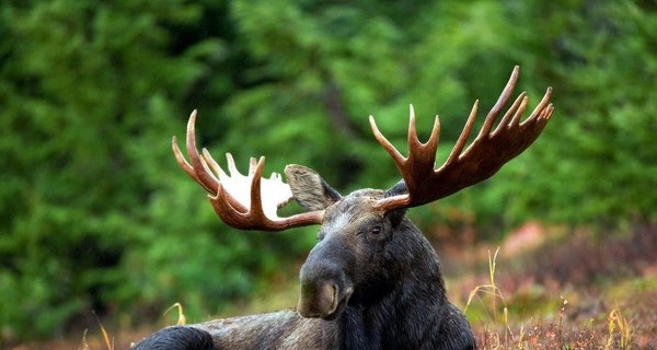 В Красную книгу Украины внесли лося