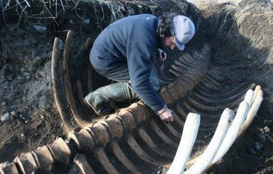 На острове Беринга обнаружили скелет гигантского существа