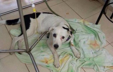 В Колумбии от тоски умер пес, который месяц ждал своего хозяина 