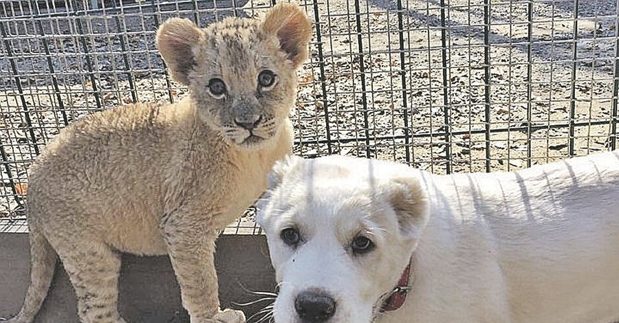 Львица и щенок стали лучшими друзьями