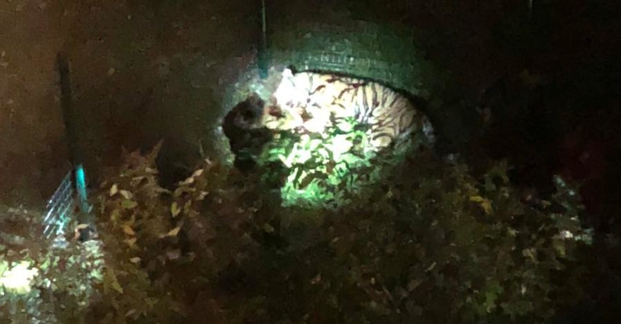 В центре Парижа застрелили тигра