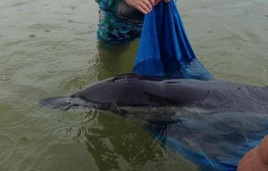 Под Одессой из сетей сутки не могут достать запутавшегося дельфина