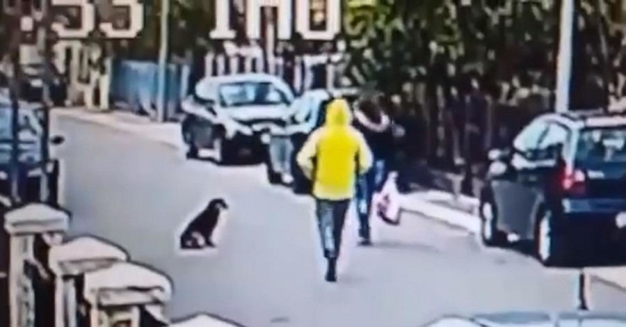 Уличный пес спас девушку от грабителя в Черногории
