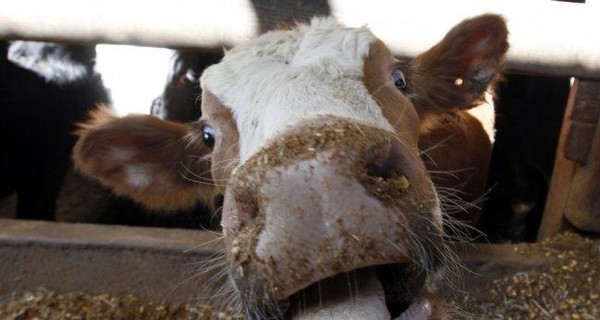 В Черниговской области 15 человек госпитализировали из-за бешенства коров