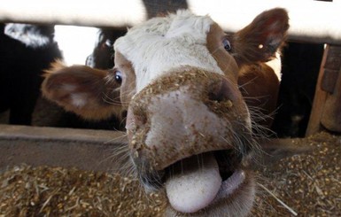 В Черниговской области 15 человек госпитализировали из-за бешенства коров