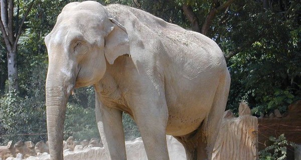 В Таиланде слониха убила своего хозяина и спрятала его тело под ветками