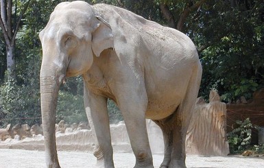 В Таиланде слониха убила своего хозяина и спрятала его тело под ветками