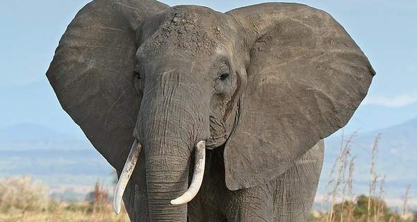 В Таиланде слон убил туриста 