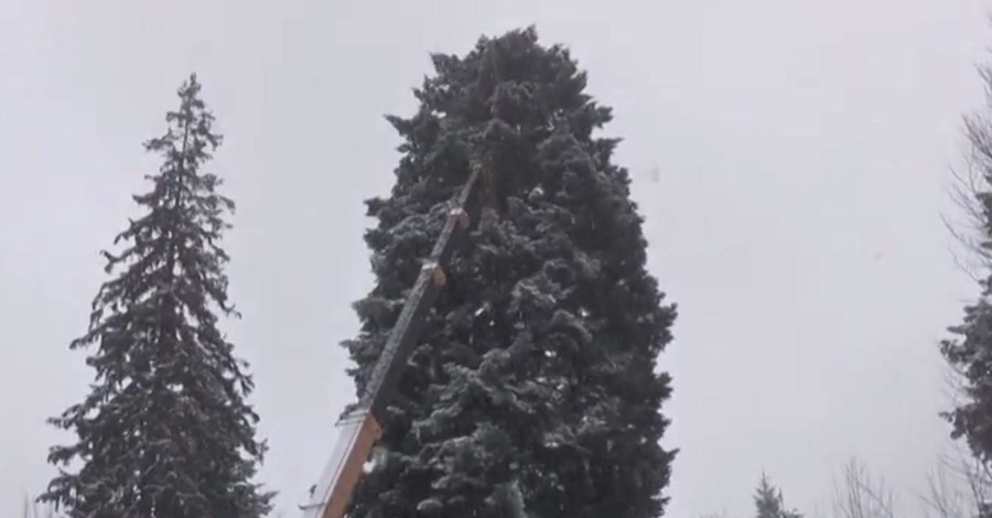 На Прикарпатье срезали главную елку страны