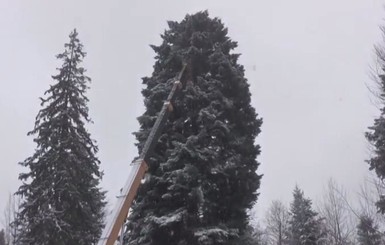 На Прикарпатье срезали главную елку страны