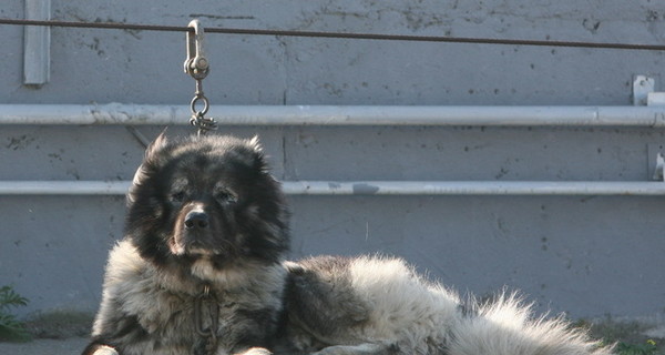 В Кропивницком в частных домах за одну ночь сосисками потравили десятки собак 