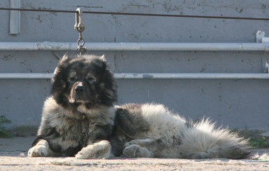 В Кропивницком в частных домах за одну ночь сосисками потравили десятки собак 