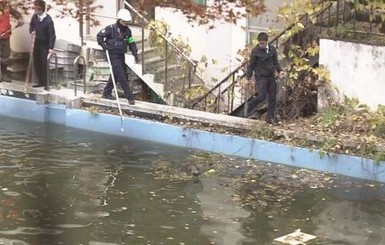 В Японии дикие кабаны сорвали уроки в школе и устроили плавание в бассейне