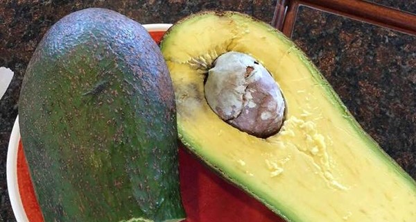 На Гавайях выросло гигантское авокадо весом 2,3 килограмма 