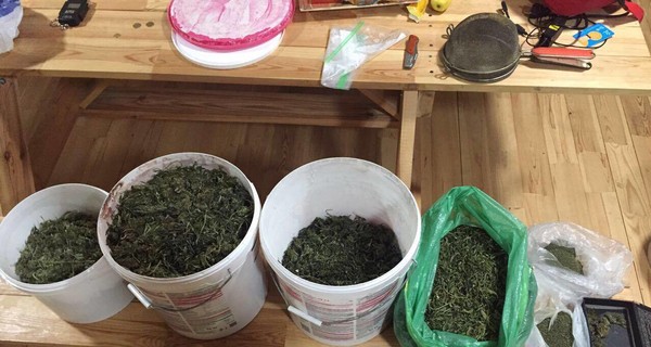 Британские наркоторговцы скупают украинскую коноплю