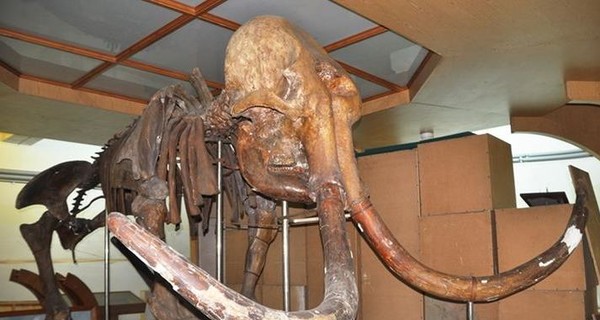 В Житомире скелет уникального мамонта хранят в подвале