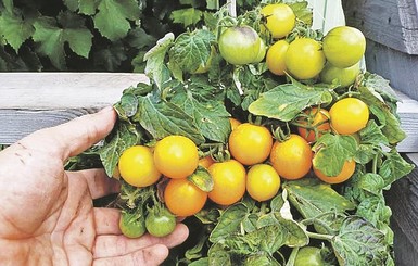 Домашние любимцы: томаты, зелень и редис на бис