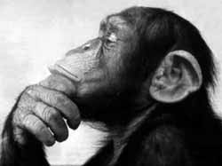У мозга человека и обезьяны всего одно различие 