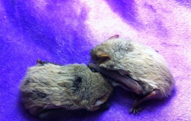 В Запорожье детсадовцы спасли пару летучих мышей